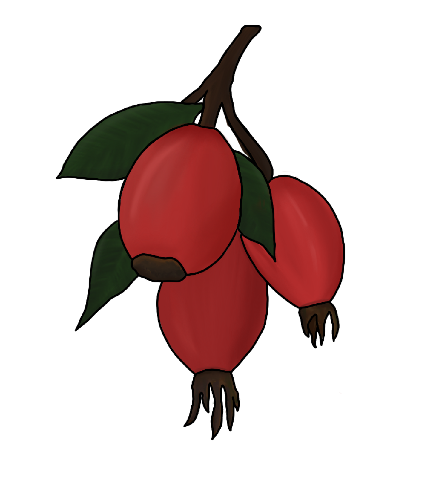 Rose Hip